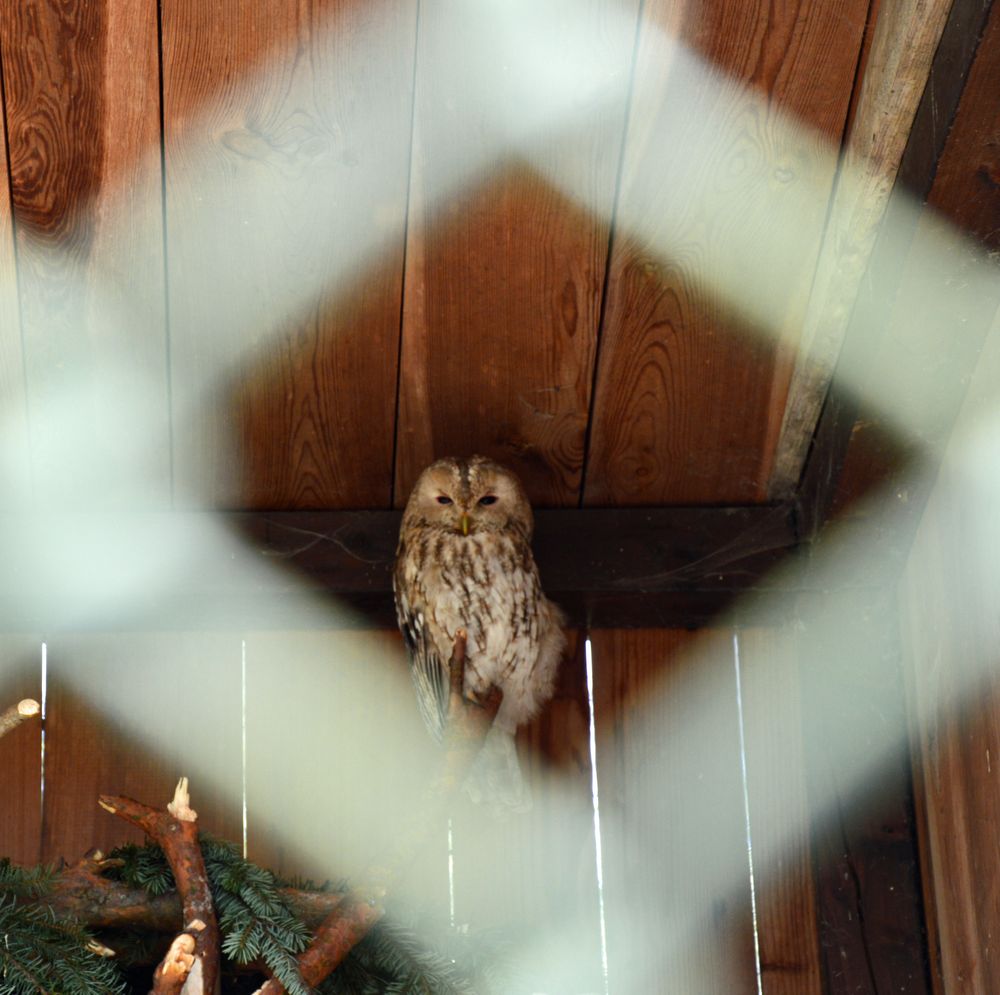 Verletzter Waldkauz hinter Gittern