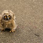 Verletztes Eulenkücken auf der Strasse