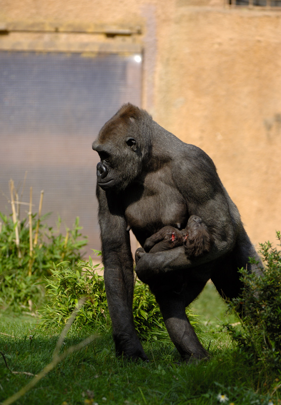 Verletztes Gorillababy im Zoo Münster