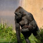 Verletztes Gorillababy im Zoo Münster