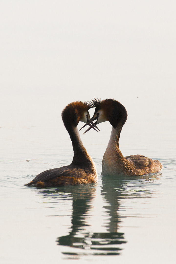 Verliebt am Gardasee