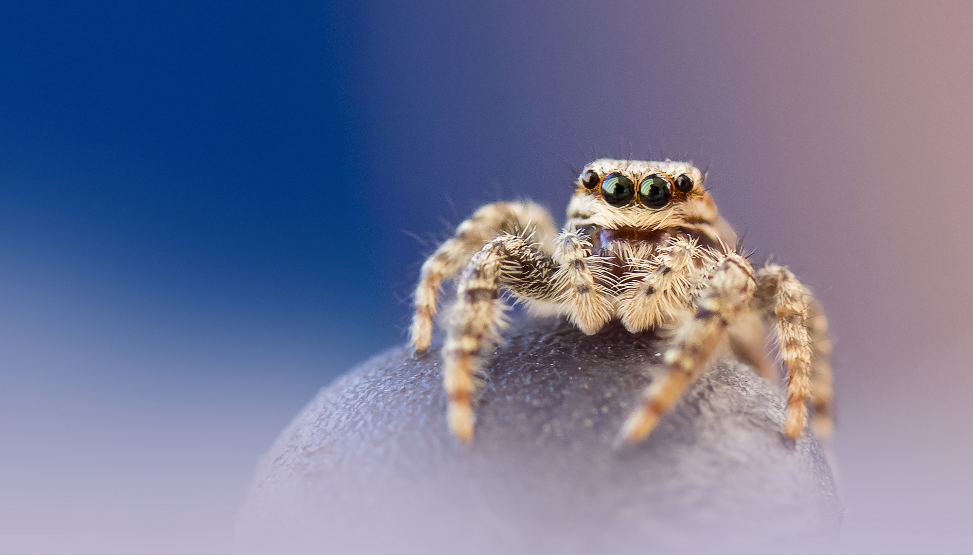 verliebt in 2 grosse schöne Augen