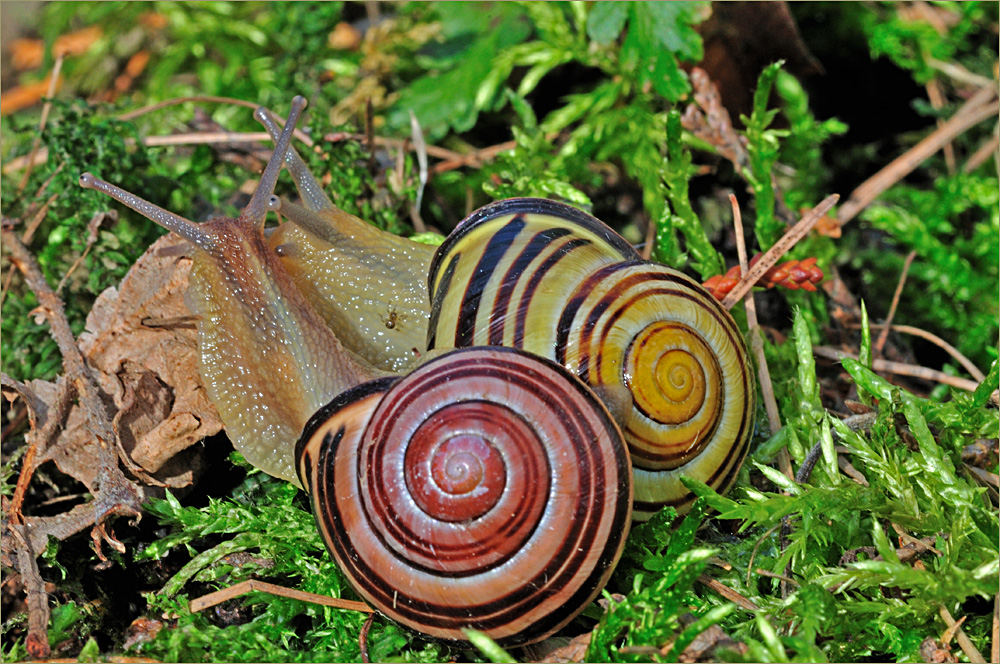 verliebt in den Frühling