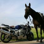 verliebt in die Hayabusa...