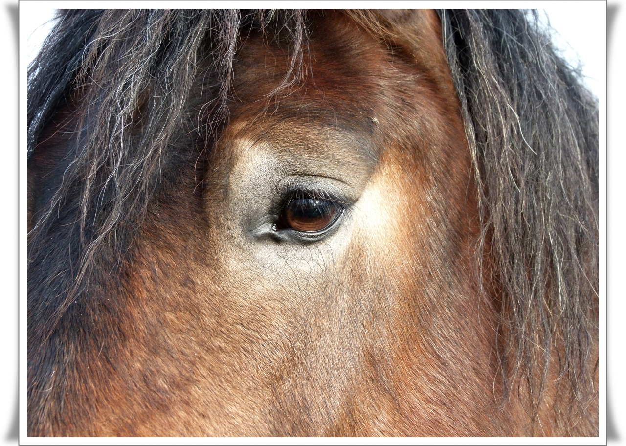 verliebt in diese Augen