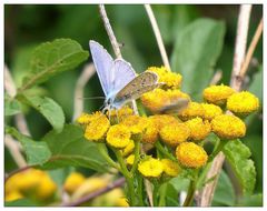 Verliebt in eine gelbe Blume