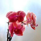 Verliebt in eine rote Orchidee 