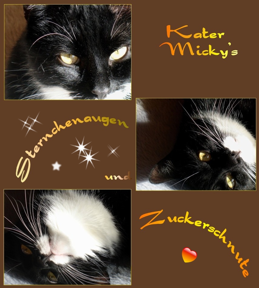 Verliebt in Kater Micky