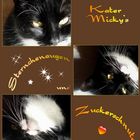 Verliebt in Kater Micky