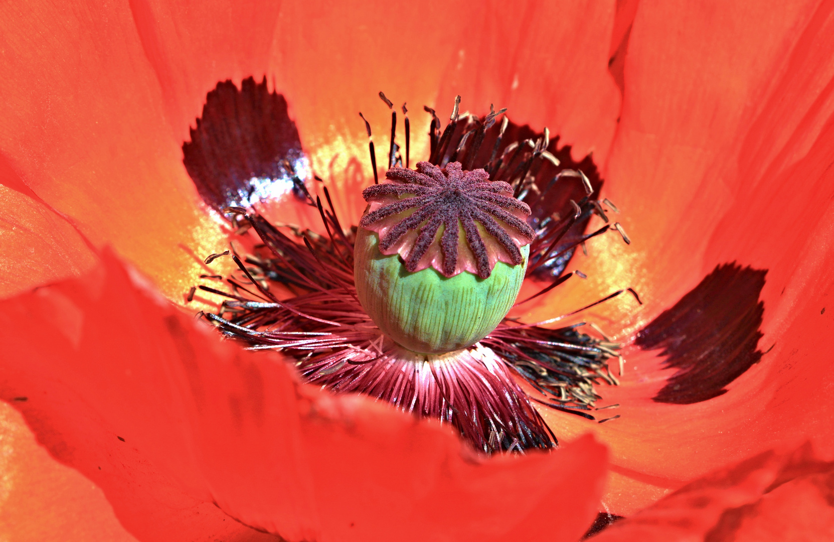 verliebt - in Mohn