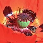 verliebt - in Mohn