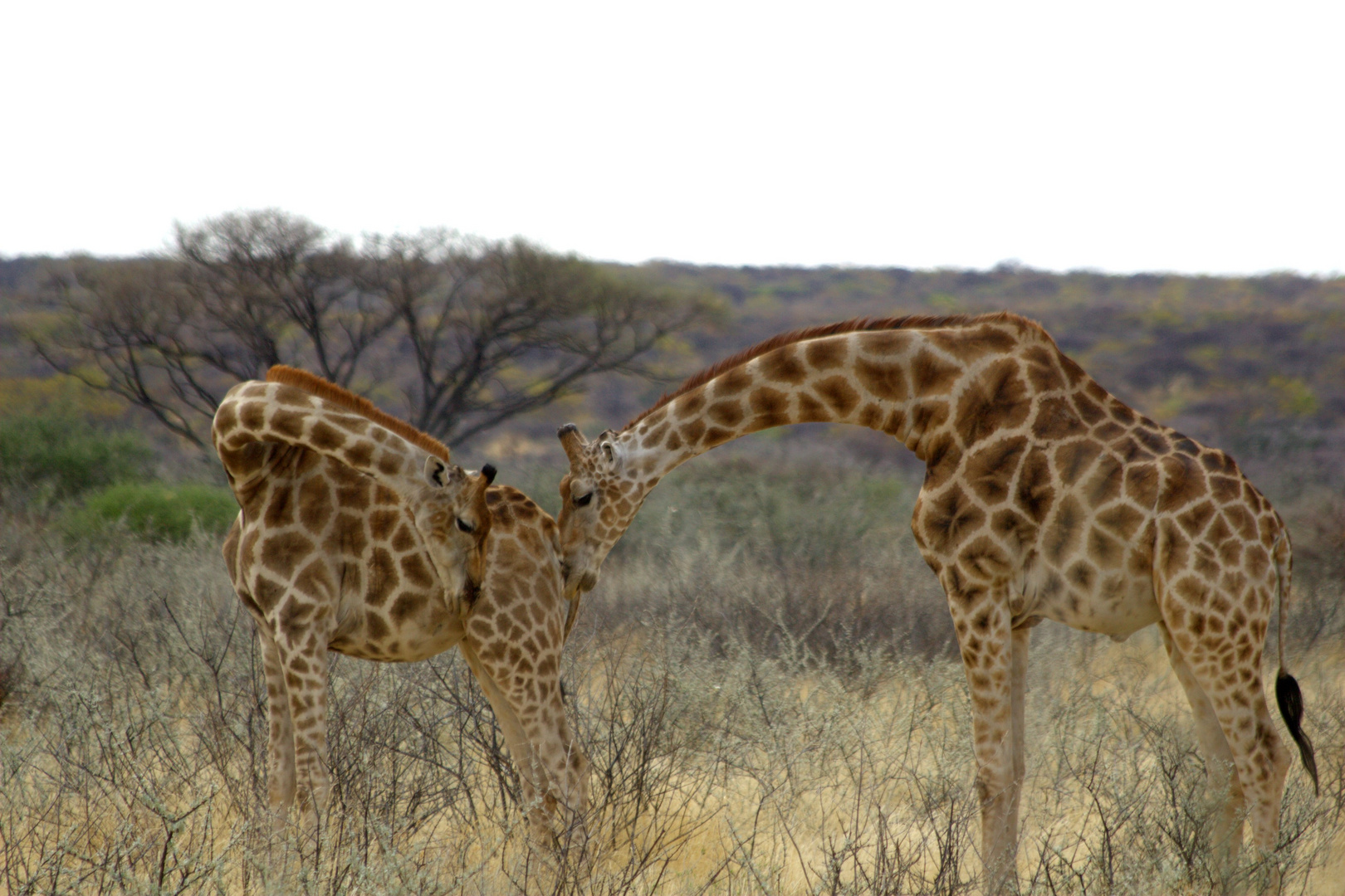 Verliebt in Namibia