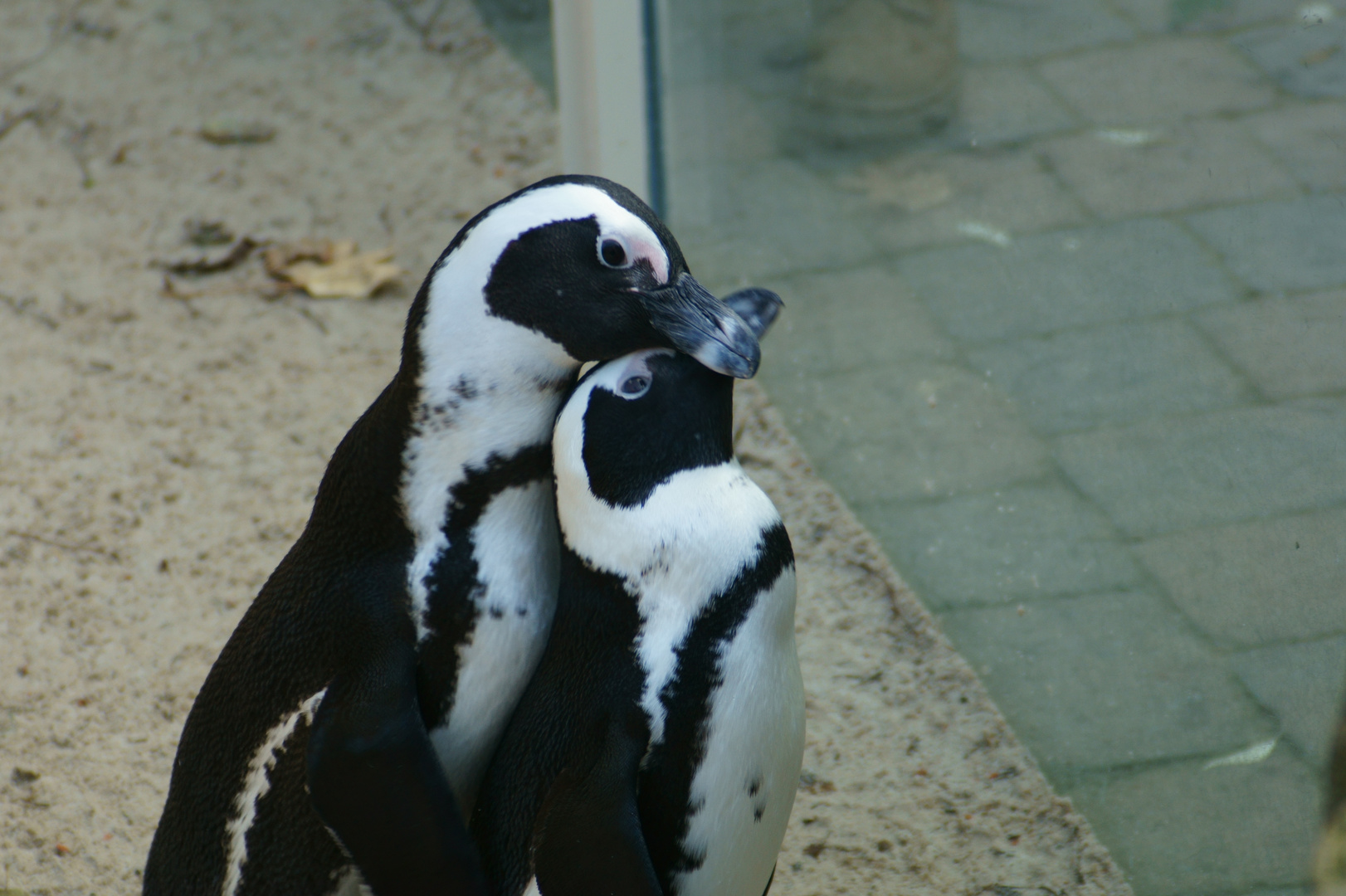 Verliebte Brillenpinguine