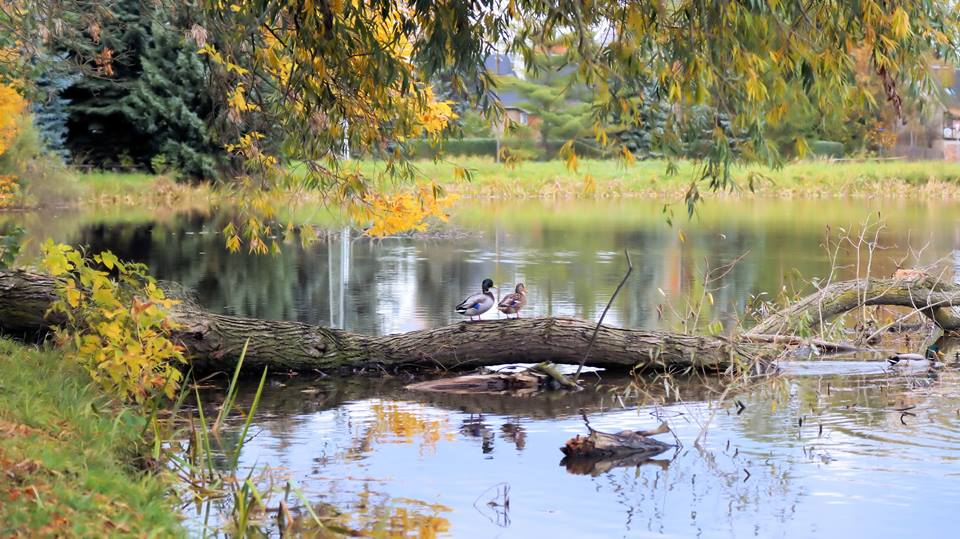 Verliebte Enten im Herbst 