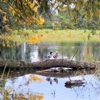 Verliebte Enten im Herbst 