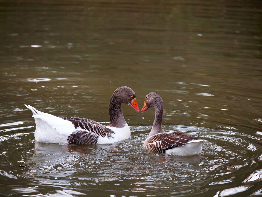 Verliebte Gänse