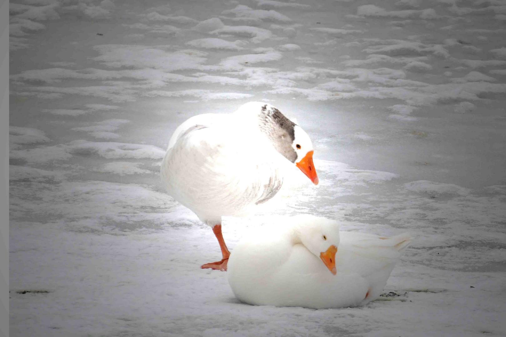 Verliebte Gänse