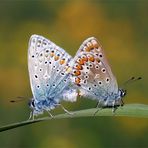 Verliebte Hauhechelbläulinge - Paarung am Wiesengrund