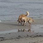 Verliebte Hunde (Robin+Pauline)