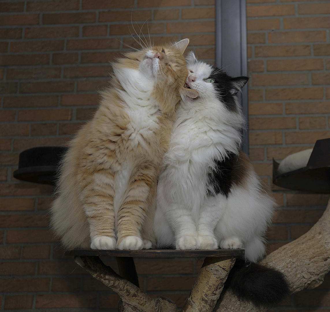 Verliebte Jungs Foto & Bild fotos, natur, katze Bilder auf