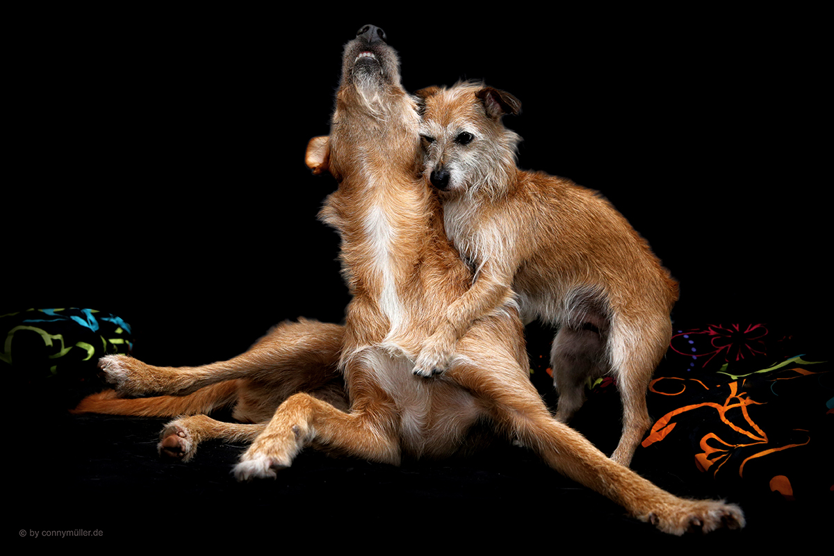 Verliebte Jungs Foto & Bild tiere, haustiere, hunde Bilder auf