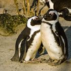 Verliebte Pinguine 1