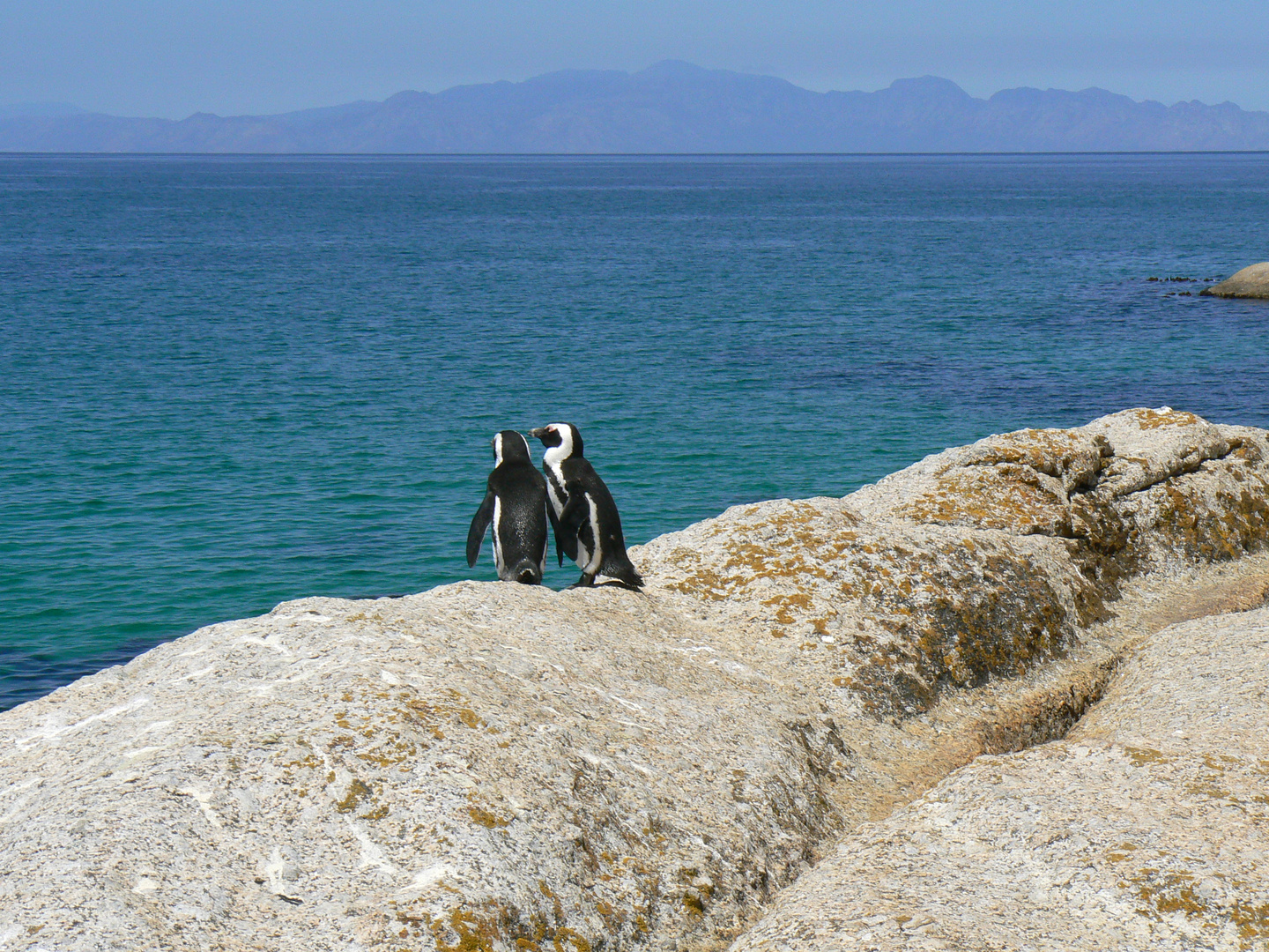 Verliebte Pinguine