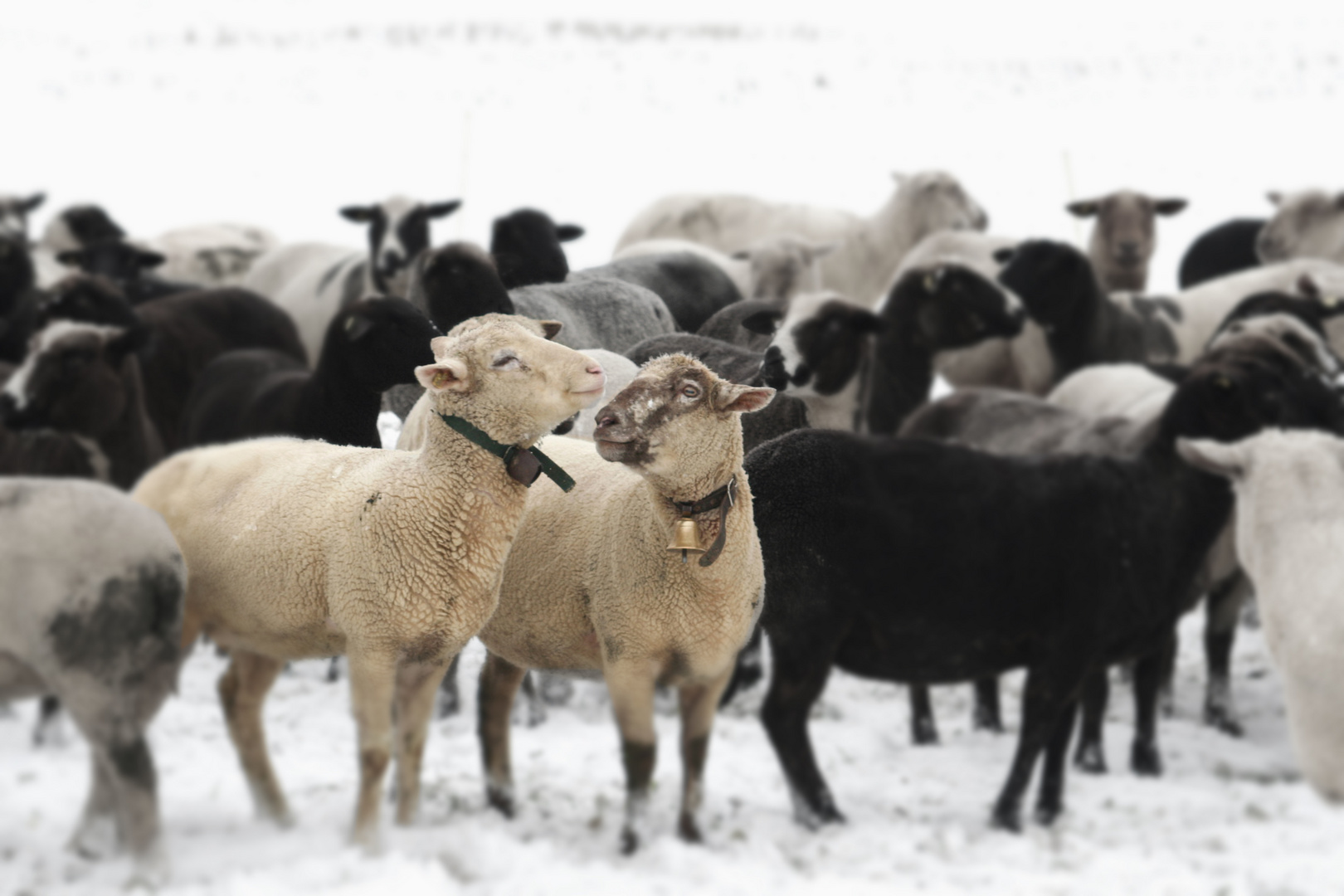 Verliebte Schafe