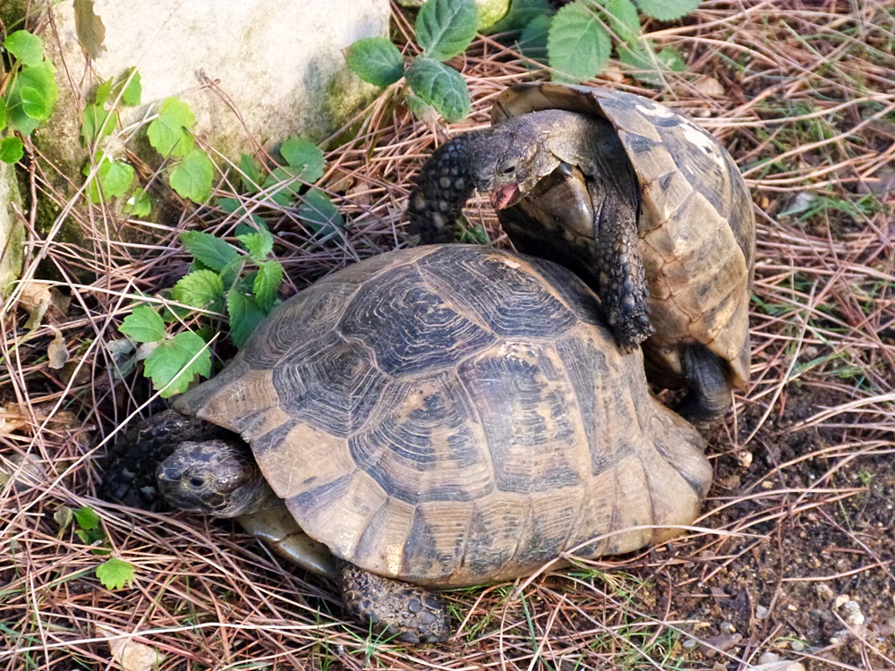 Verliebte Schildkröten