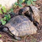 Verliebte Schildkröten
