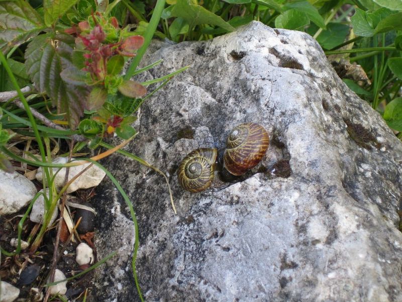 Verliebte Schnecken