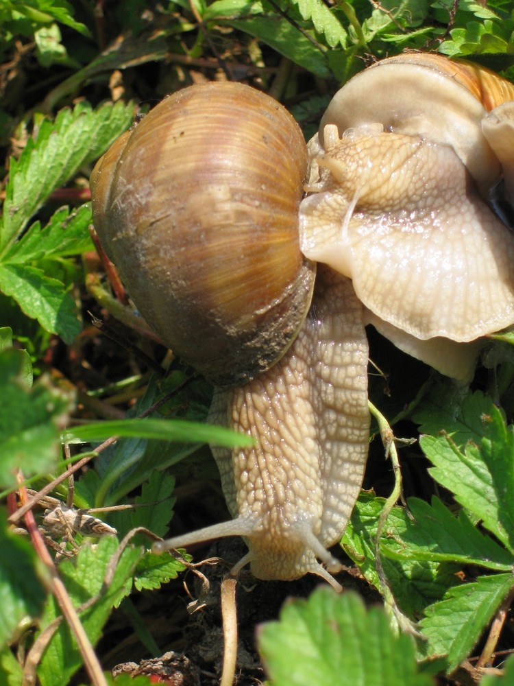 Verliebte Schnecken