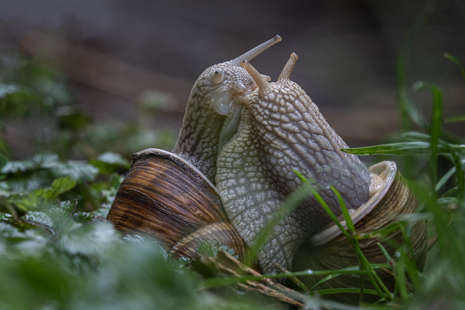 Verliebte Schnecken