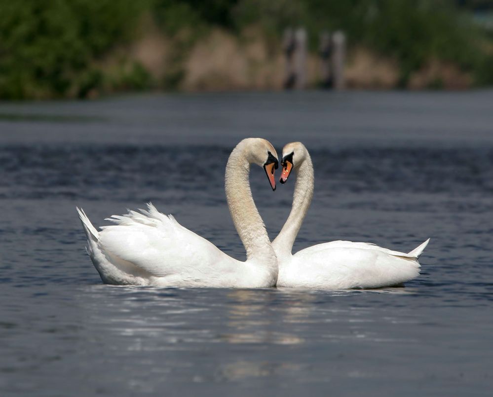 Verliebte Schwäne Foto & Bild tiere, wildlife, wild lebende vögel