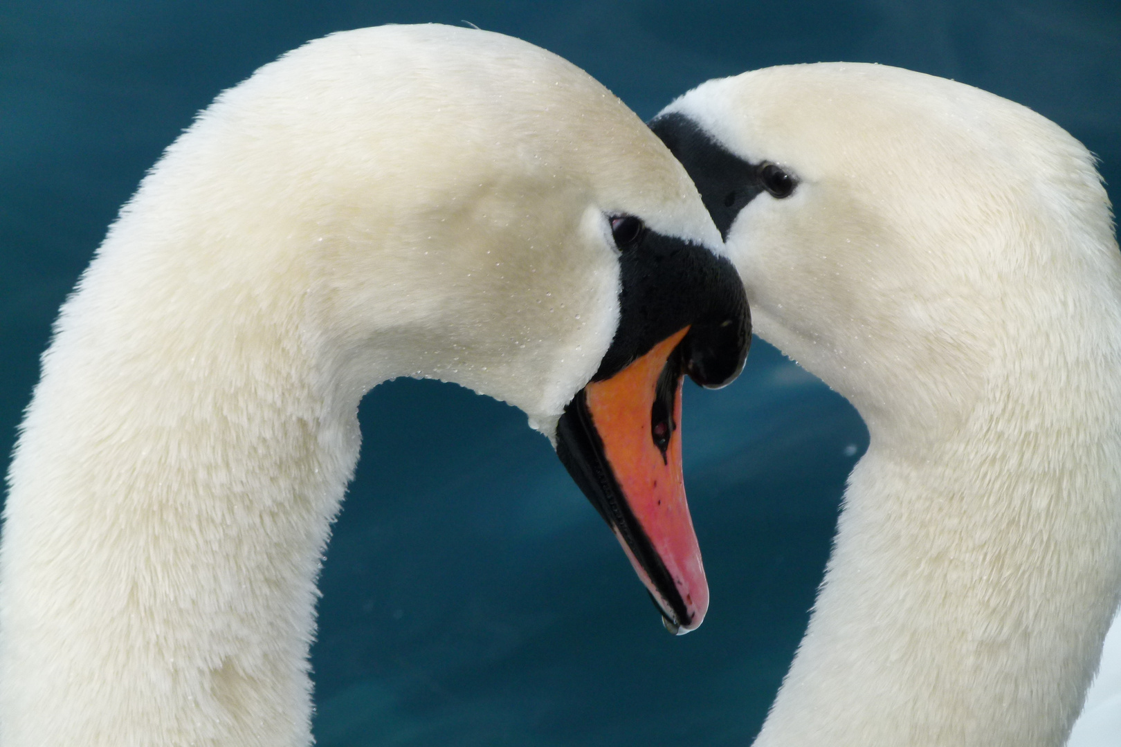 verliebte Schwäne Foto & Bild tiere, natur Bilder auf