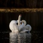 verliebte Schwäne im Herbst