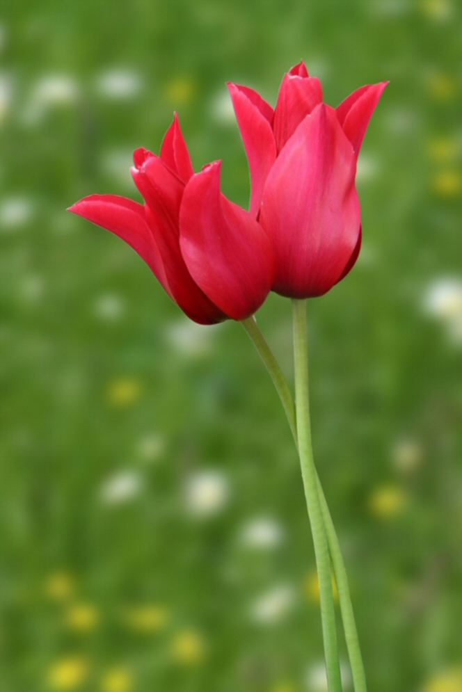 Verliebte Tulpen