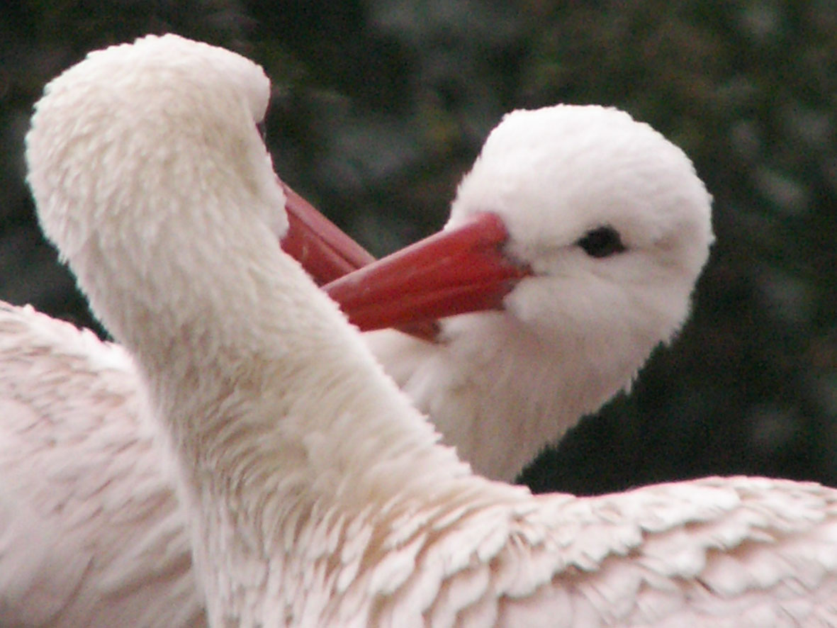 Verliebte Vögel