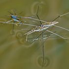 verliebte Wasserläufer