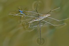 verliebte Wasserläufer