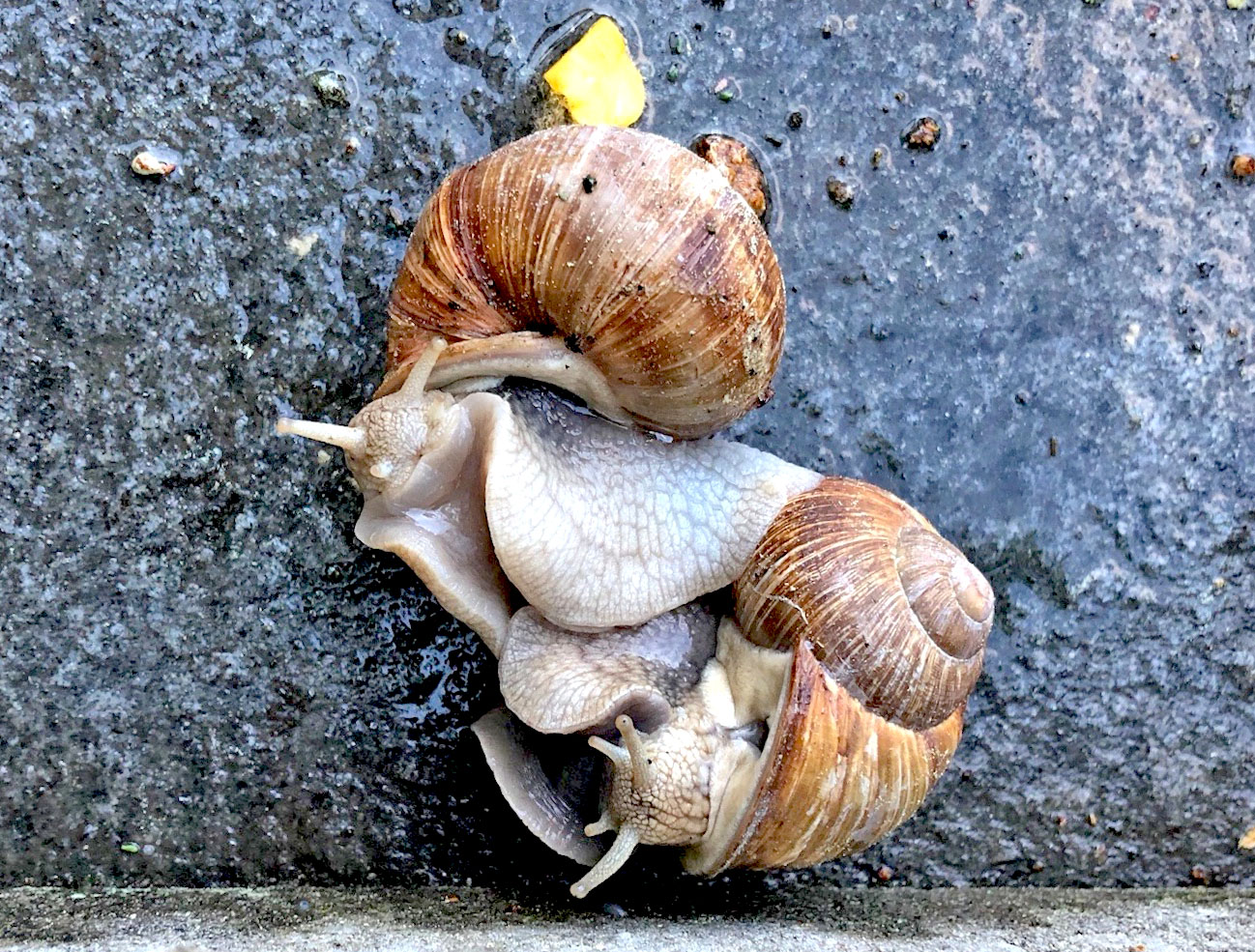 54+ Weinbergschnecken Für Den Garten Kaufen, Da die drei immer gerne