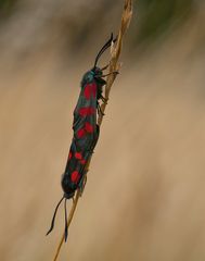 Verliebte Widderchen