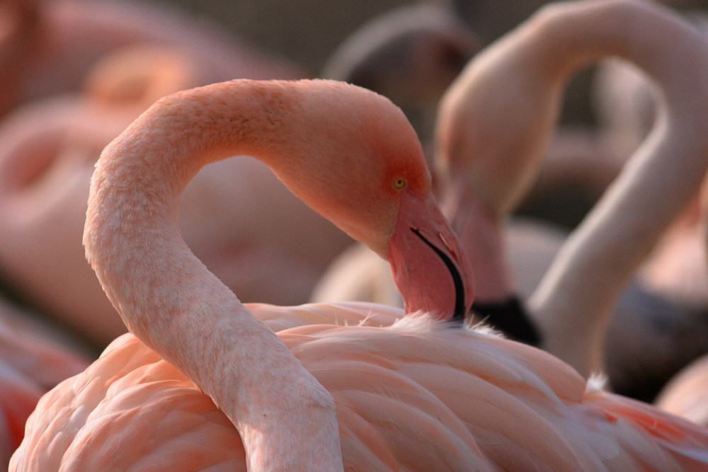 ...verliebter Flamingo...