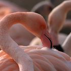 ...verliebter Flamingo...