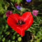 Verliebter Klatschmohn :)