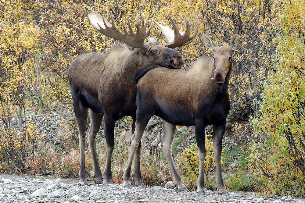 Verliebtes Elchpaar im Denali Nationalpark - Alaska