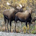 Verliebtes Elchpaar im Denali Nationalpark - Alaska