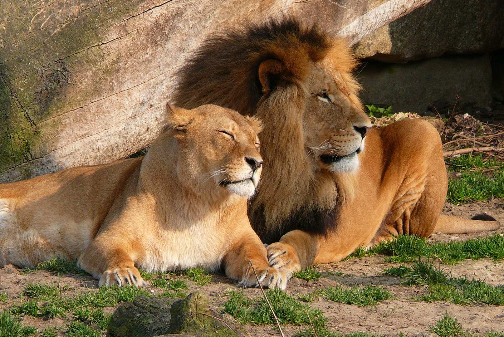 Verliebtes Lowenpaar Foto Bild Tiere Zoo Wildpark Falknerei Saugetiere Bilder Auf Fotocommunity