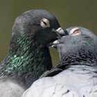 " Verliebtes Taubenpaar" 
