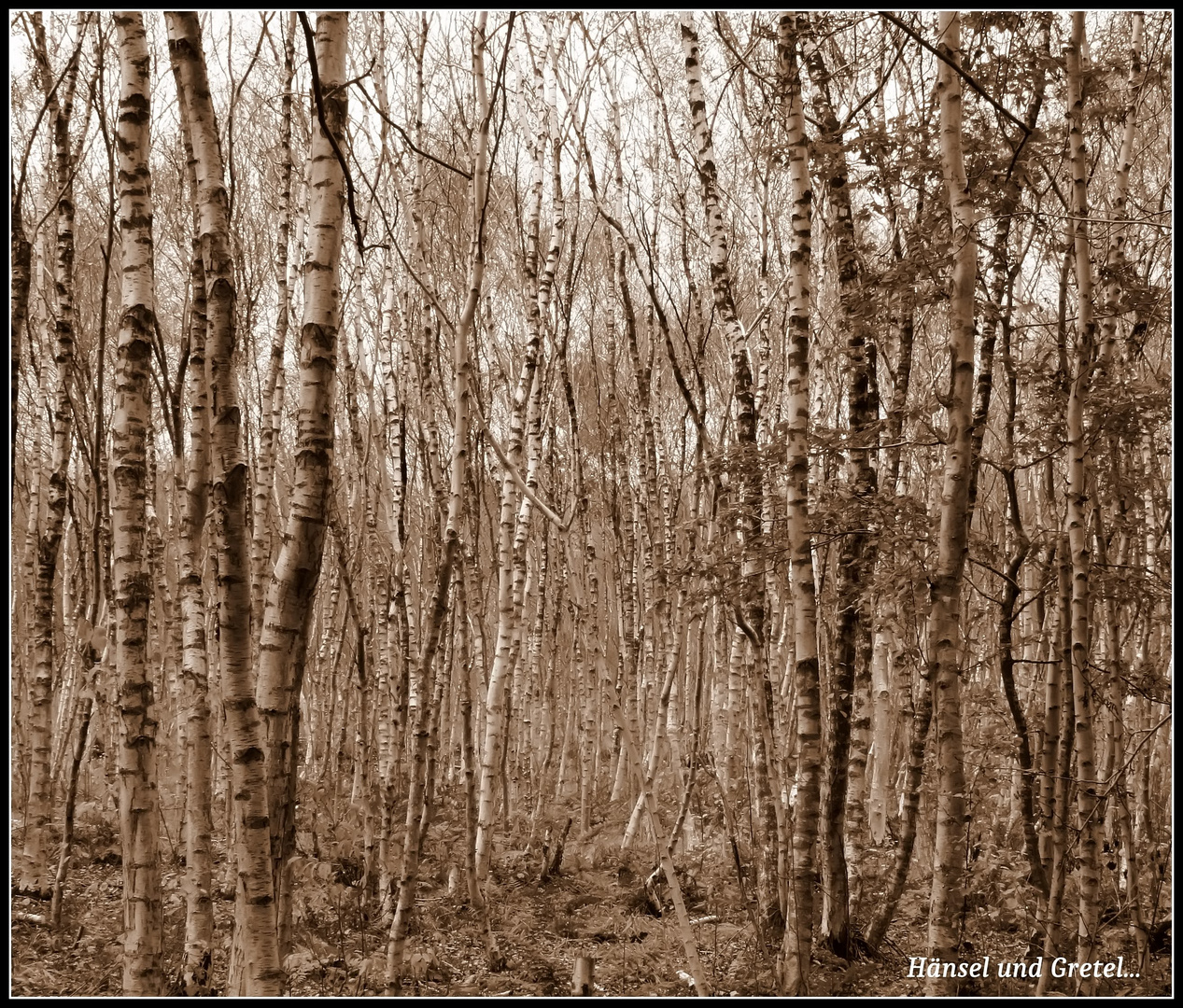 ...verliefen sich im Wald